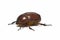 Brown beetle.