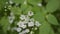 Brown beetle with antennae on beautiful white flower