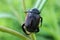 Brown beetle on a blade of grass