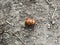 Brown beetle on the ground, Amphimallon majalis