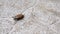 Brown beetle-insect crawling on paving slabs outdoors.