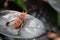 Brown Beetle on Leaf