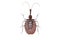 Brown beetle Mormolyce castelnaudi isolated
