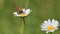 Brown and beige butterfly placed on the daisy