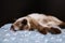 Brown beige cat. Siamese cat resting on floor