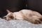 Brown beige cat. Siamese cat resting on floor