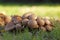 Brown and beige mushrooms that grow very close