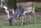 Brown and beige stag grazing at Charlecote Park