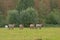 Brown belgian draft horses grazing in a meadow