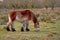 Brown Belgian heavy horse grazing in natural environment