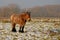 Brown belgian heavy horse in winter landscape