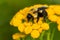 Brown-belted Bumble Bee - Bombus griseocollis