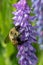 Brown-belted Bumble Bee - Bombus griseocollis