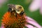 Brown-belted Bumble Bee - Bombus griseocollis