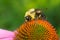 Brown-belted Bumble Bee - Bombus griseocollis