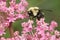 Brown-belted Bumble Bee - Bombus griseocollis