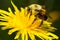 Brown-belted Bumble Bee - Bombus griseocollis