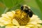 Brown-belted Bumble Bee - Bombus griseocollis