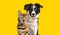 Brown bengal cat and a border collie dog panting with happy expression together on yellow background, looking at the camera