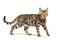 Brown bengal cat walking, isolated