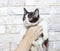 Brown bicolor Scottish kitten in hand on the background of a brick wall