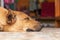 Brown big dog sleeping on floor. Focus on dog head