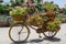 Brown big flower pot shaped bicycle with red flowers inside