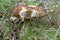 Brown Birch Bolete