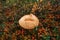 Brown birch bolete Boletus versipellis mushroom in autumn arctic Tundra. Closeup View