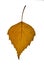 Brown birch leaf