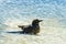 Brown bird bathing in mosaic swimming pool