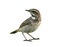 brown bird with black marking on its chest, female bluethroat luscinia svecica isolated on white background