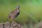 brown bird with black stripe on its chest to belly, Rain or black-breasted quail (coturnix coromandelica