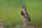 brown bird with black stripes singing beautiful song when expose on dirt pole on rainy day