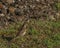 Brown bird with food in green summer grass