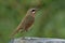 Brown bird with orange neck feathers strongly standing on grey r