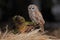 Brown bird Tawny owl sitting on tree stump with grass in the dark forest habitat