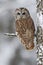 Brown bird Tawny owl sitting on tree trunk with snow during cold winter