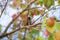 Brown bird on tree branch. Common myna or Indian myna Acridothe