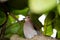 Brown bird or zenaida aurita dove sitting on branch of tree