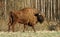Brown bison