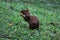 A brown and black agouti eating a small yellow fruit at a grassland