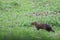 A brown and black agouti stalking through the grass