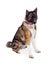 Brown And Black Akita Sitting Over White Background