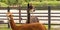 A brown an a black Alpaca head, in panorama. In a green field with flowers. Wooden fence. Selective focus on the