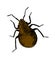 Brown and black BedBug Vector