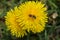 Brown and black bee, folded wings, sitting on yellow fluffy lush dandelion flower sprinkled with grains of pollen collects nectar