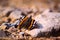 Brown and black butterfly perched on rocks