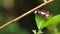 A brown and black butterfly perched on a syzgium leaves