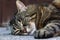 A brown-black cat lies relaxed on the floor and sleeps.